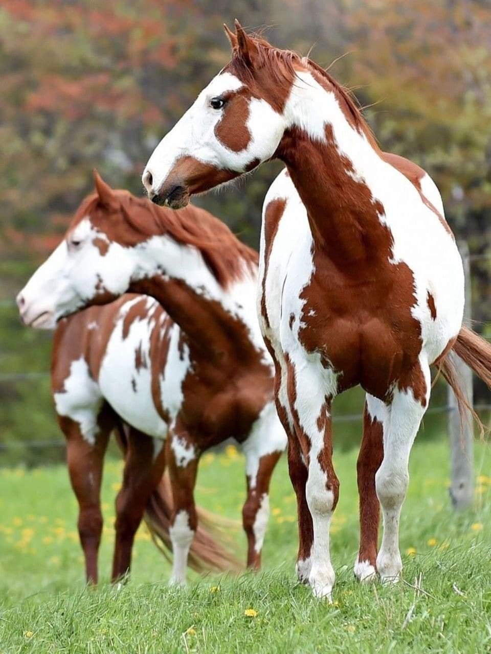 Bay Overo Paint Horse